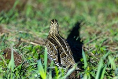 Gallinago_media_2022_0518_2110-2