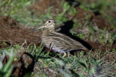 Gallinago_media_2022_0518_2110