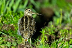 Gallinago_media_2022_0518_2124-2