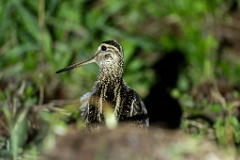Gallinago_media_2022_0518_2124