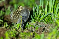 Gallinago_media_2022_0518_2125