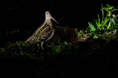 Gallinago_media_2022_0518_2131