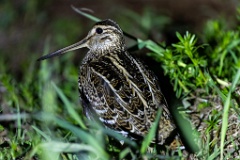 Gallinago_media_2022_0518_2138