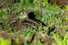 Gallinago_media_2022_0518_2207