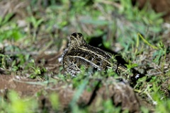 Gallinago_media_2022_0518_2209