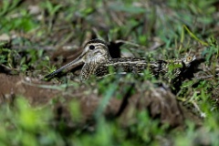 Gallinago_media_2022_0518_2215