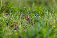 Gallinago_media_2022_0519_1919