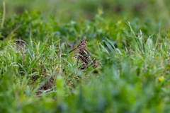 Gallinago_media_2022_0519_1923