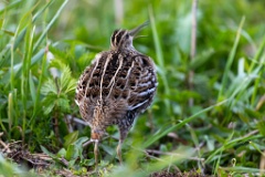 Gallinago_media_2022_0519_2020-3