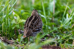 Gallinago_media_2022_0519_2020-4