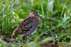 Gallinago_media_2022_0519_2020