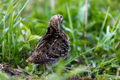 Gallinago_media_2022_0519_2021-8