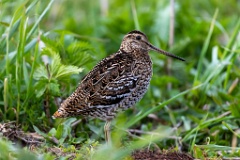 Gallinago_media_2022_0519_2021-9