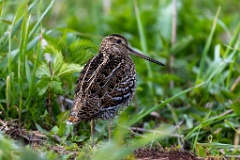 Gallinago_media_2022_0519_2021