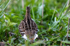 Gallinago_media_2022_0519_2024-4