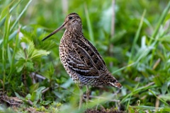 Gallinago_media_2022_0519_2024