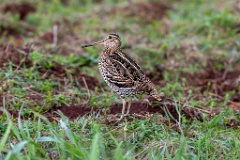Gallinago_media_2022_0519_2033-5