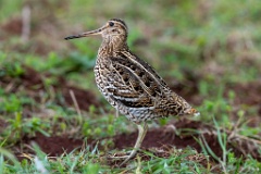 Gallinago_media_2022_0519_2033-6