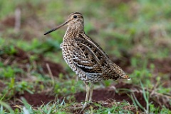 Gallinago_media_2022_0519_2033-7