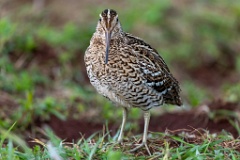 Gallinago_media_2022_0519_2033-8