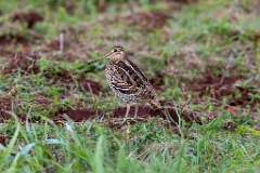 Gallinago_media_2022_0519_2033