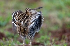 Gallinago_media_2022_0519_2034-11