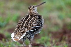 Gallinago_media_2022_0519_2034-12