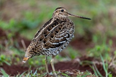 Gallinago_media_2022_0519_2034-7