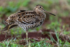 Gallinago_media_2022_0519_2034-8