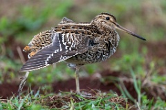 Gallinago_media_2022_0519_2034-9