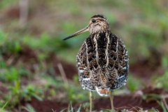 Gallinago_media_2022_0519_2034