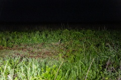 Gallinago_media_2022_0519_2135