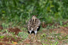 Gallinago_media_2022_0519_2139-4