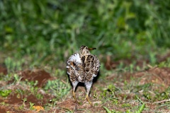 Gallinago_media_2022_0519_2139-5