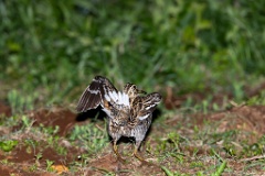 Gallinago_media_2022_0519_2139-6