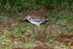 Gallinago_media_2022_0519_2139