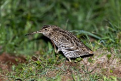 Gallinago_media_2022_0519_2140-10