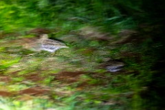 Gallinago_media_2022_0519_2140-6