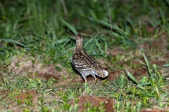 Gallinago_media_2022_0519_2140-7