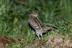 Gallinago_media_2022_0519_2140-8