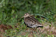 Gallinago_media_2022_0519_2140-9