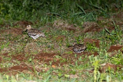 Gallinago_media_2022_0519_2140