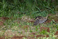 Gallinago_media_2022_0519_2141-5