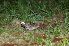 Gallinago_media_2022_0519_2141-6