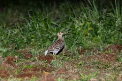 Gallinago_media_2022_0519_2141-8