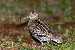 Gallinago_media_2022_0519_2142-2