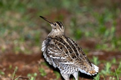 Gallinago_media_2022_0519_2142