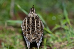 Gallinago_media_2022_0519_2143