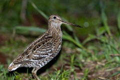 Gallinago_media_2022_0519_2144-14