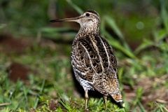 Gallinago_media_2022_0519_2144-8